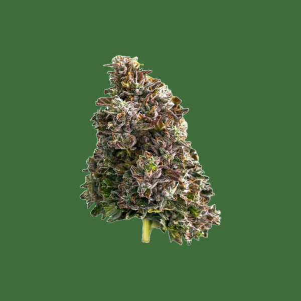 Ostra Medical - Bazookas 3.5G